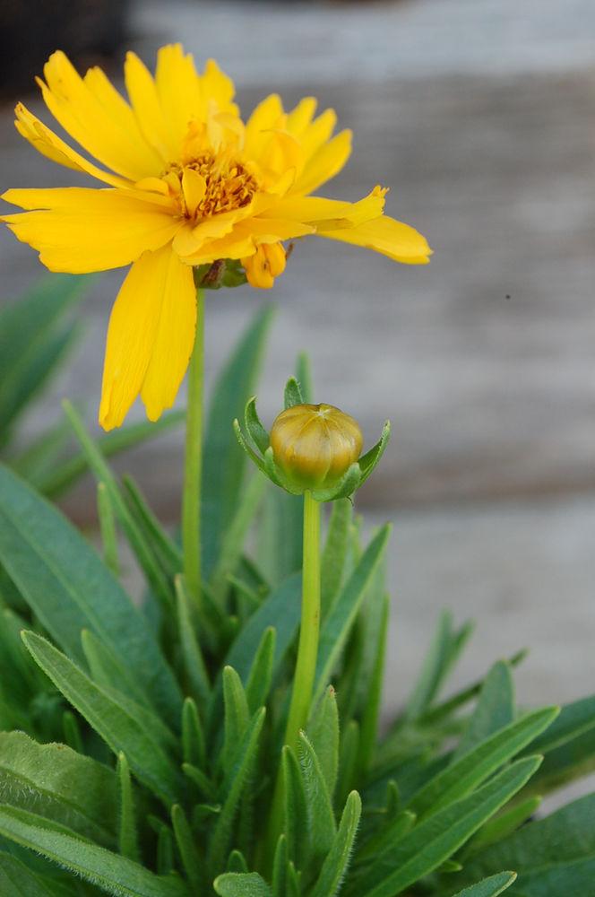 G5301 Coreopsis Grandiflora Double The Sun - View 4 from www redcrocus com