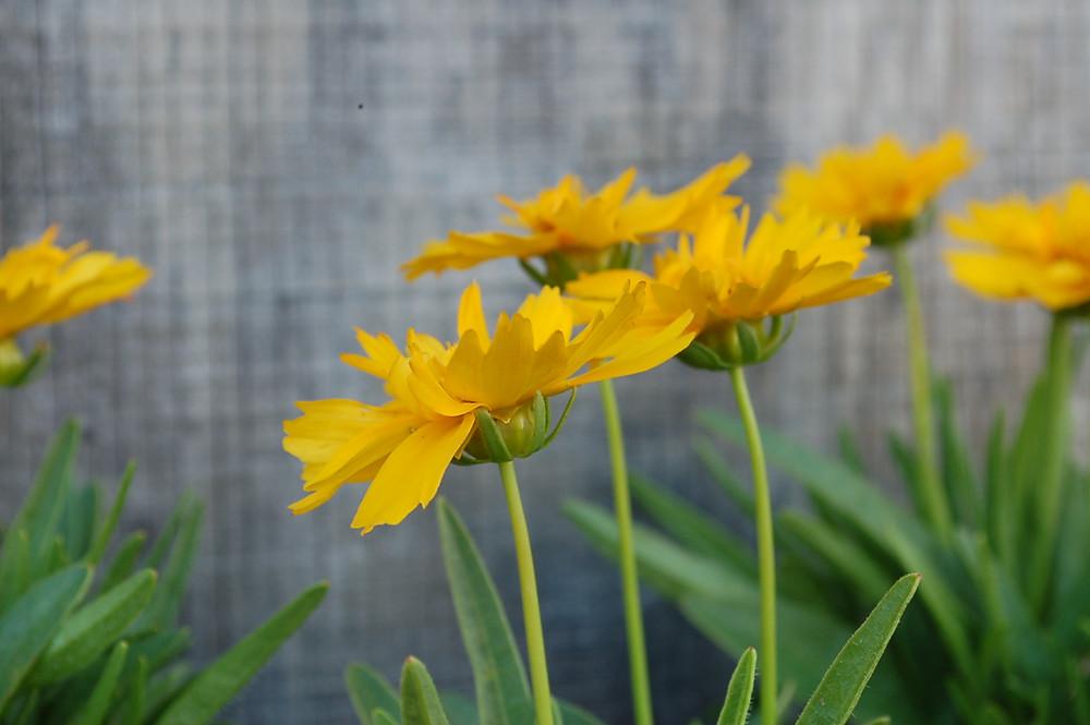 G5301 Coreopsis Grandiflora Double The Sun - View 7 from www redcrocus com