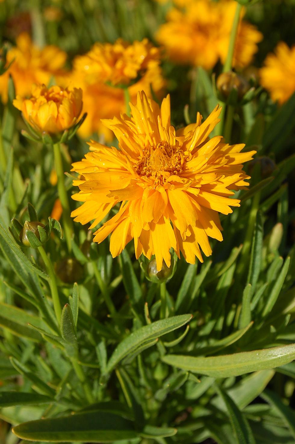 G5301 Coreopsis Grandiflora Double The Sun - View 9 from www redcrocus com