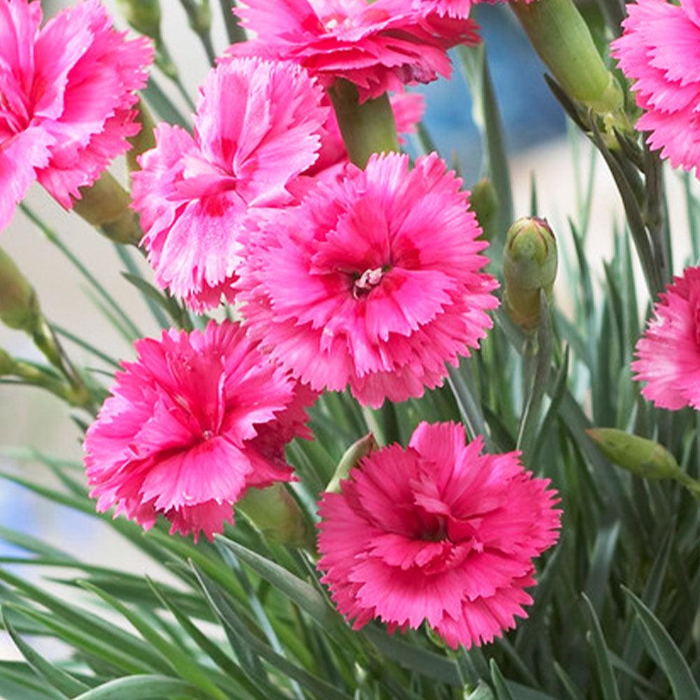 G5303 Dianthus 27scent First Eternity 27 9 F97df638 6970 44e2 9242 8e191bb68d34 from www redcrocus com