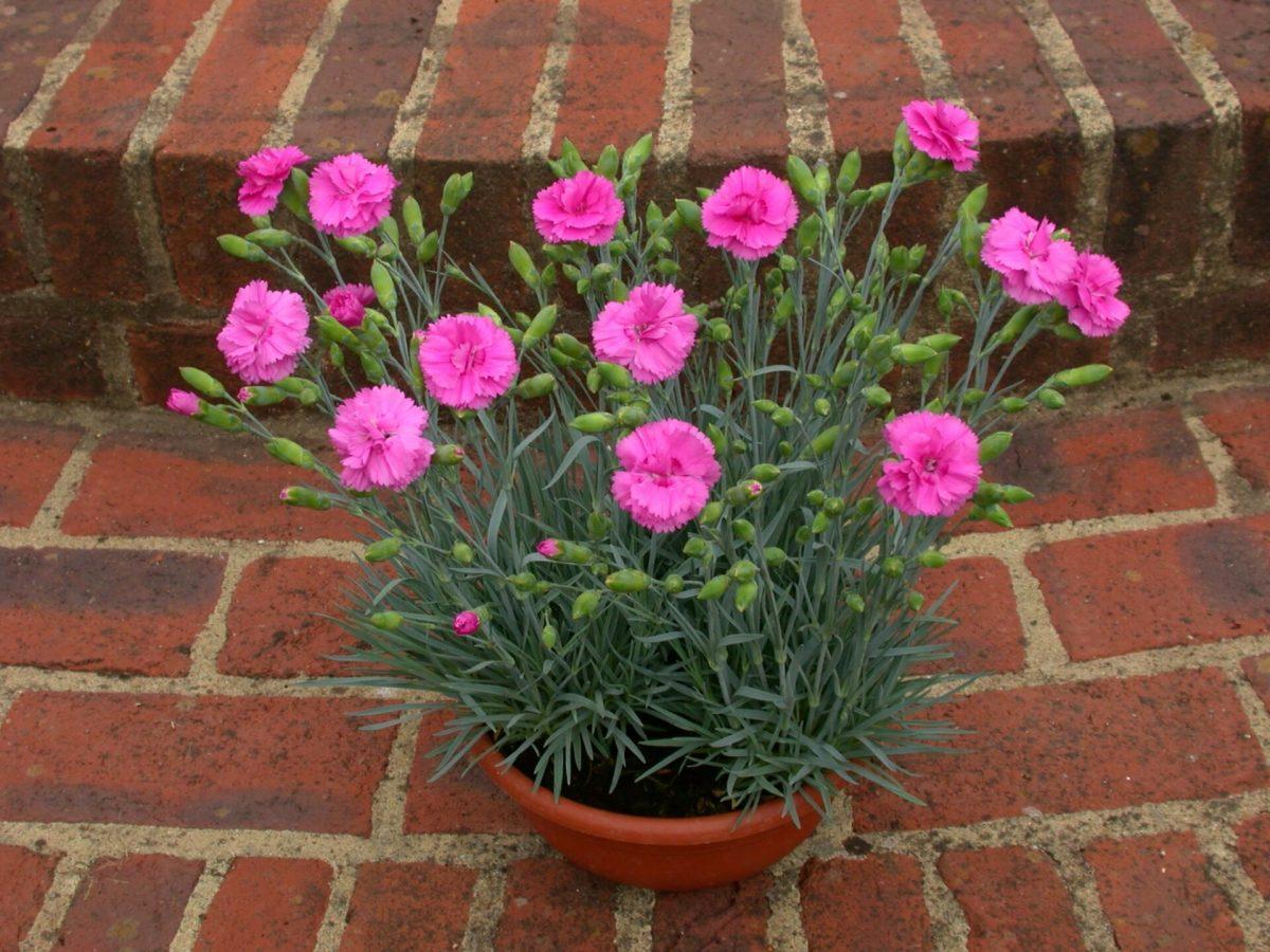 G5304 Dianthus 27scent First Tickled Pink 27 9 C0eb40b1 796d 41cd 9f39 1f10e3d71eb2 from www redcrocus com