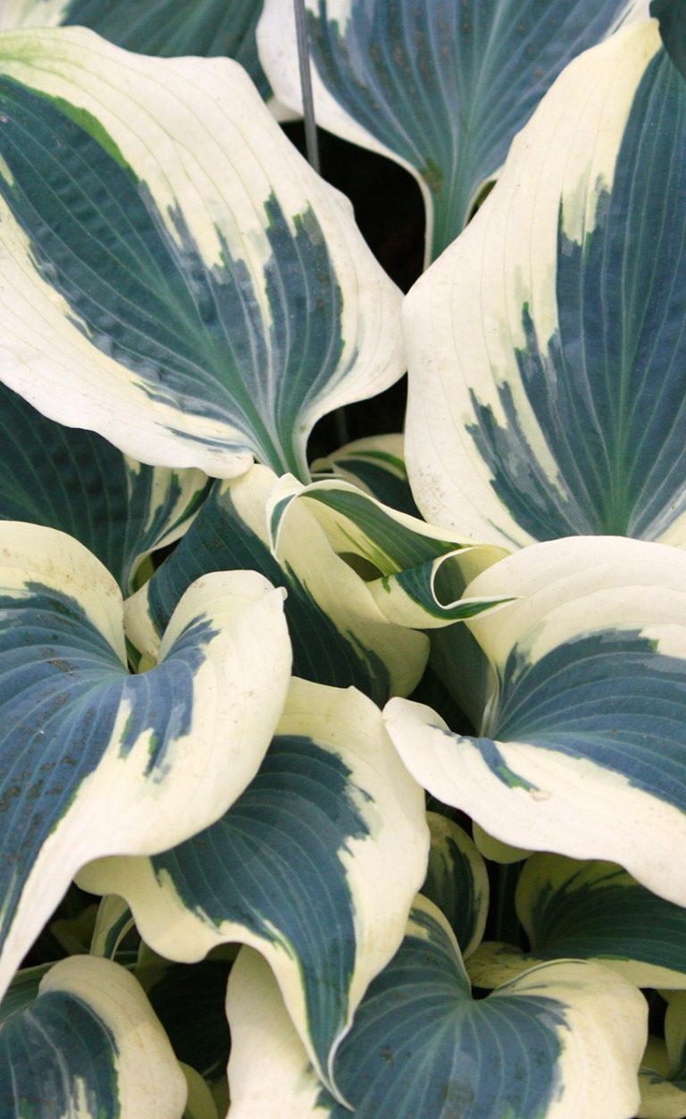 G5313 Hosta X Firn Line - View 11 from www redcrocus com