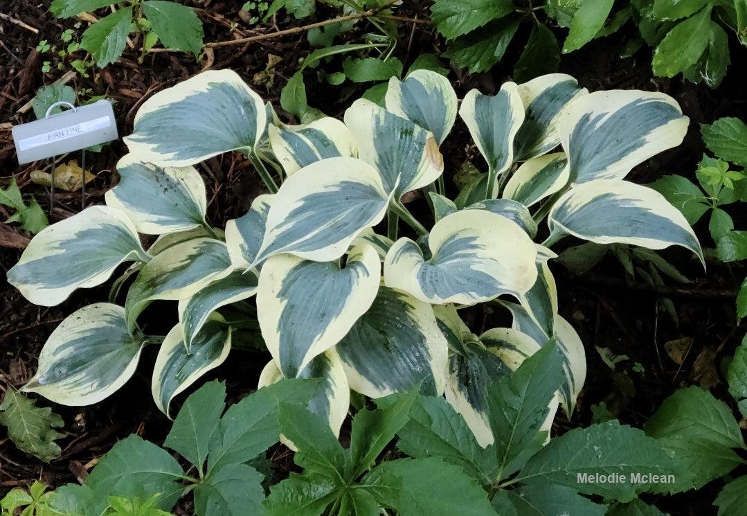 G5313 Hosta X Firn Line - View 12 from www redcrocus com