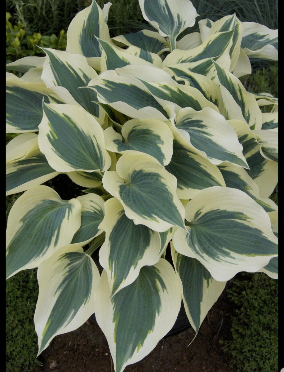 G5313 Hosta X Firn Line - View 13 from www redcrocus com