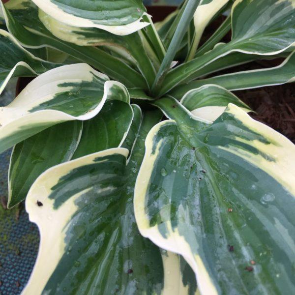 G5313 Hosta X Firn Line - View 3 from www redcrocus com