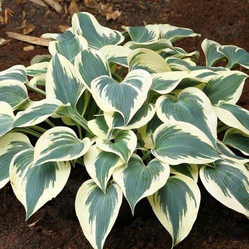 G5313 Hosta X Firn Line - View 4 from www redcrocus com
