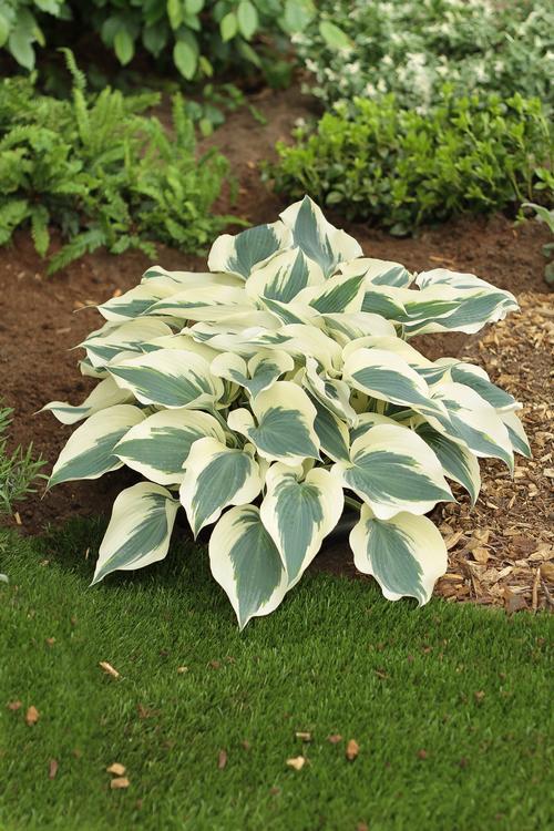 G5313 Hosta X Firn Line - View 5 from www redcrocus com
