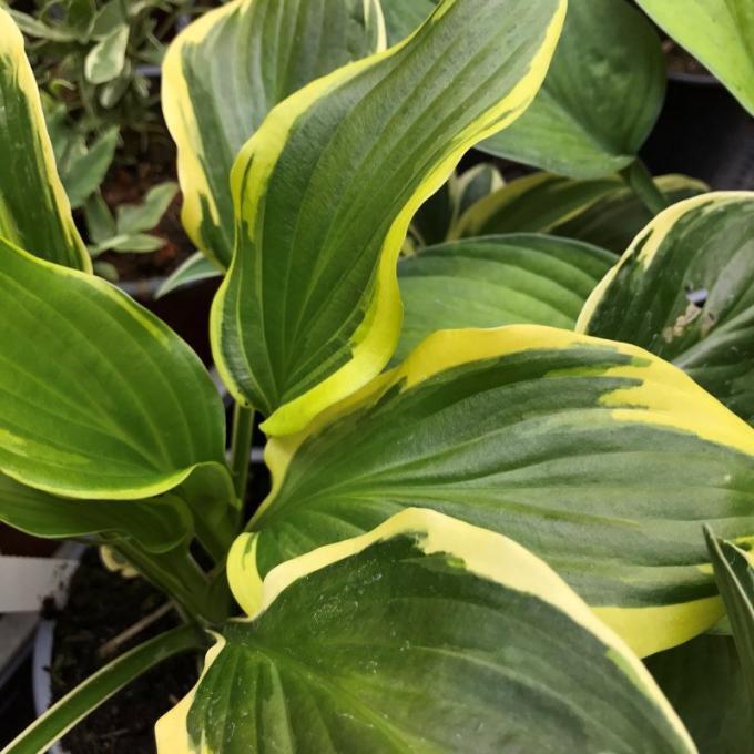 G5313 Hosta X Firn Line - View 9 from www redcrocus com