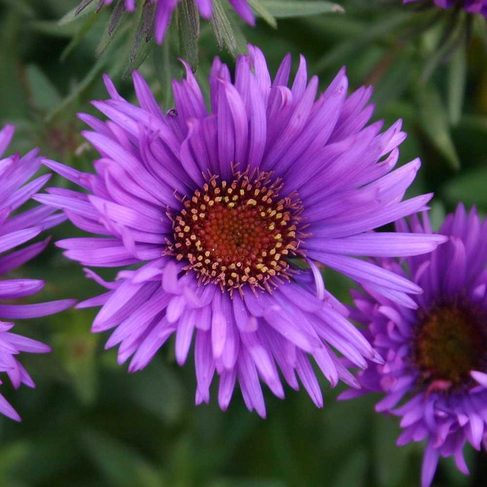 G6069 Aster Novae Angliae - View 9 from www redcrocus com