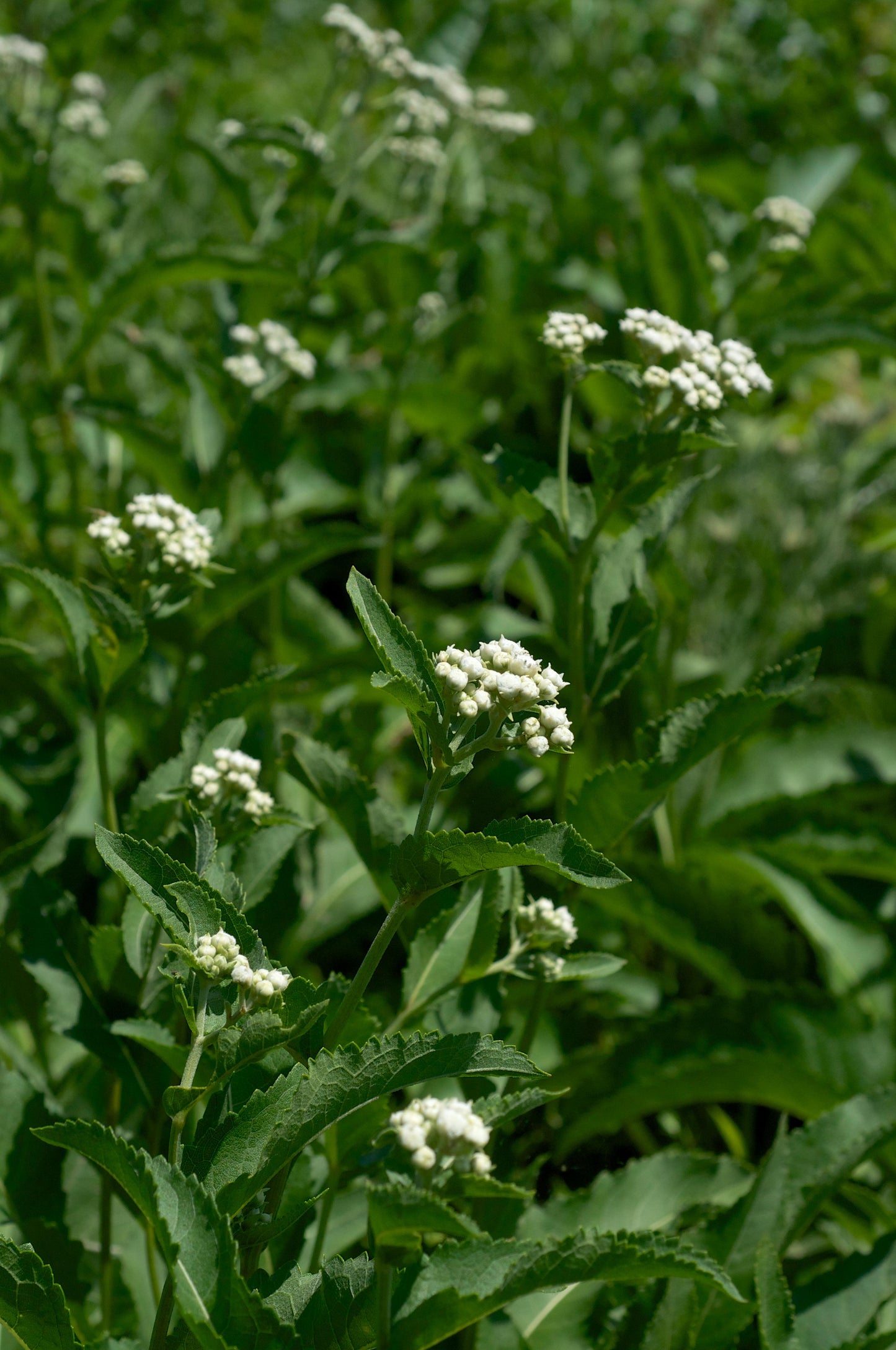 G6077 Parthenium Integrifolium - View 9 from www redcrocus com