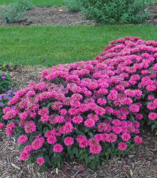 G6120 Monarda X Sugar Buzz Bubblegum Blast - View 11 from www redcrocus com