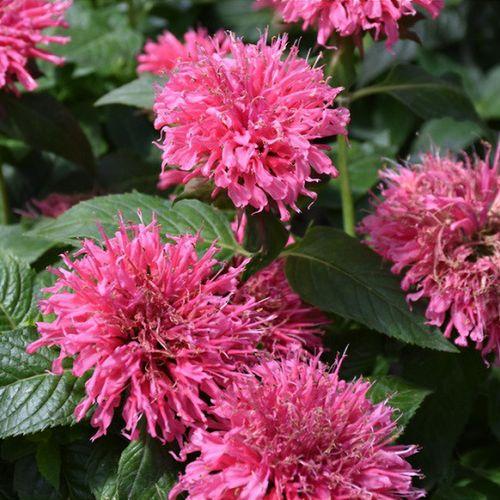 G6120 Monarda X Sugar Buzz Bubblegum Blast - View 13 from www redcrocus com