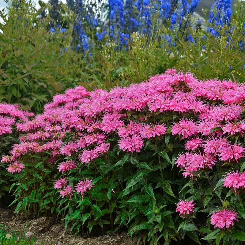 G6120 Monarda X Sugar Buzz Bubblegum Blast - View 2 from www redcrocus com