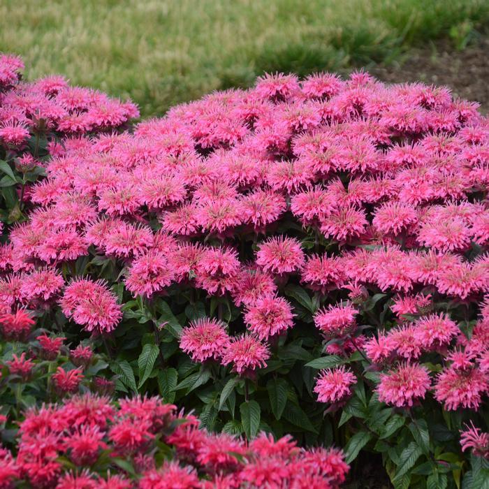 G6120 Monarda X Sugar Buzz Bubblegum Blast - View 3 from www redcrocus com