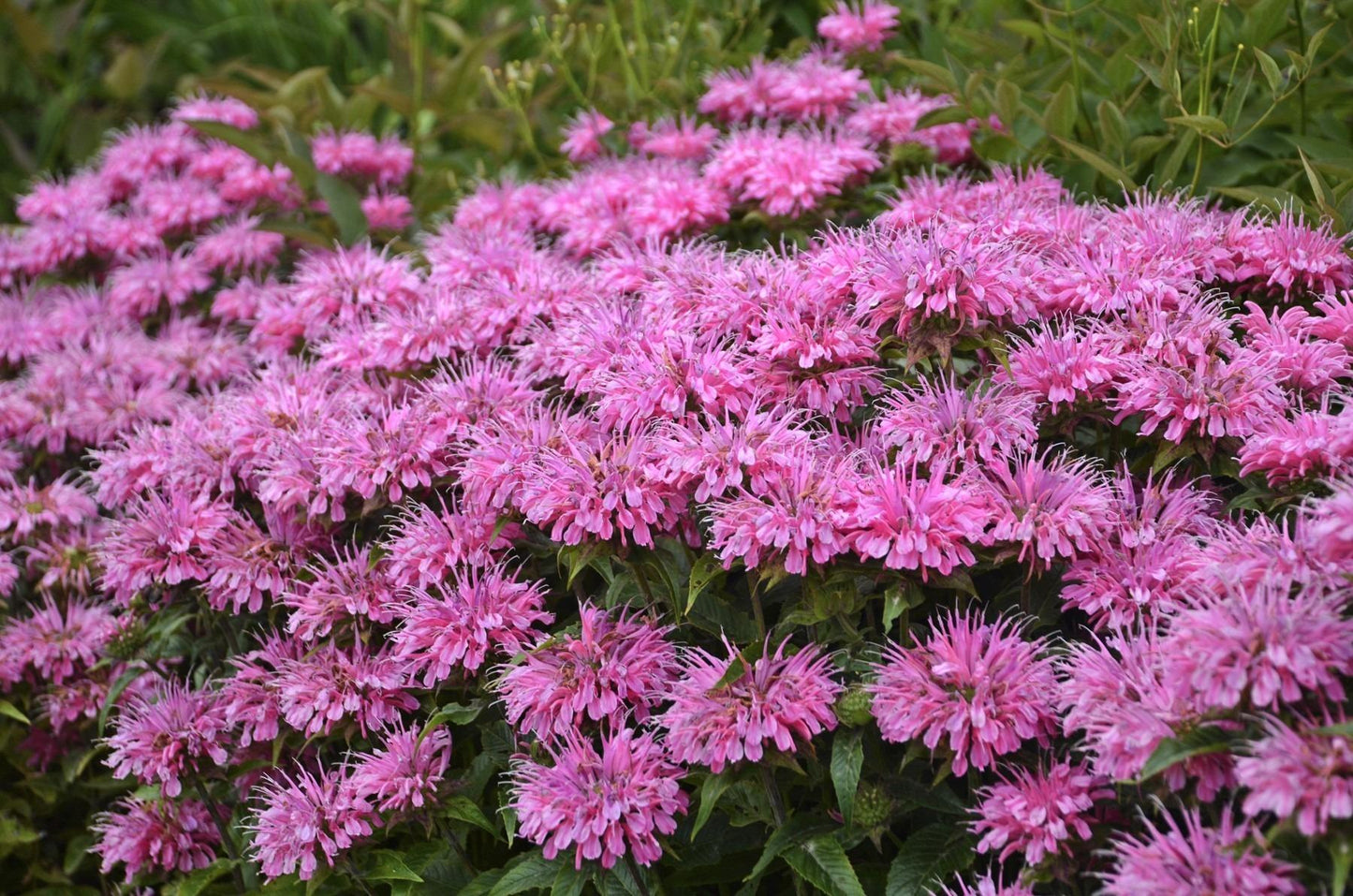 G6120 Monarda X Sugar Buzz Bubblegum Blast - View 4 from www redcrocus com