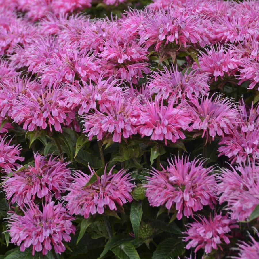 G6120 Monarda X Sugar Buzz Bubblegum Blast - View 6 from www redcrocus com