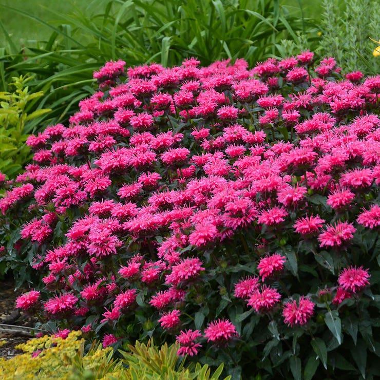 G6120 Monarda X Sugar Buzz Bubblegum Blast - View 7 from www redcrocus com