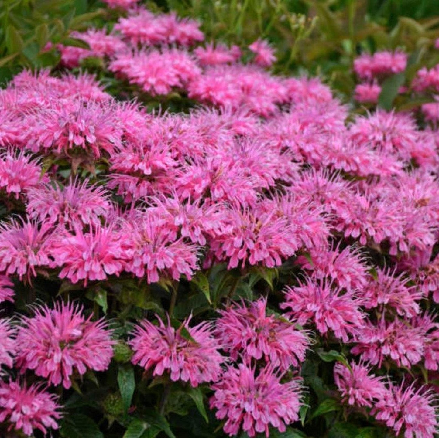 G6120 Monarda X Sugar Buzz Bubblegum Blast - View 9 from www redcrocus com
