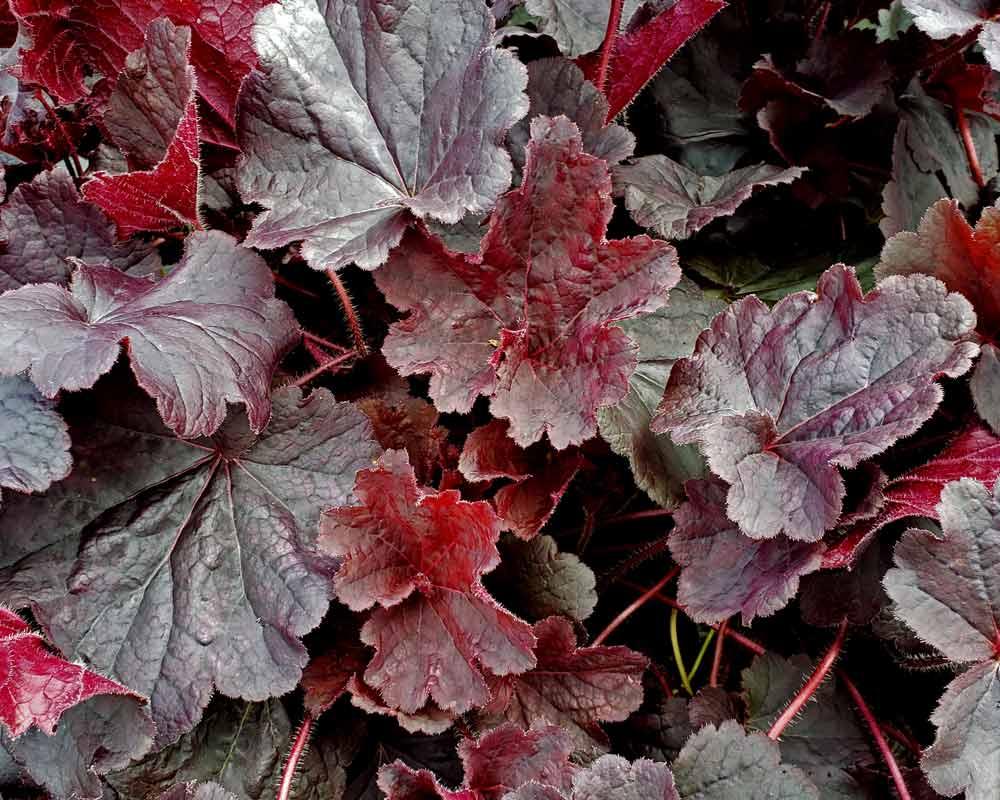 G6133 Heuchera X 27northern Exposure Black 27 7 1b075942 602b 4aec Ac4b F32bfe8bd910 from www redcrocus com