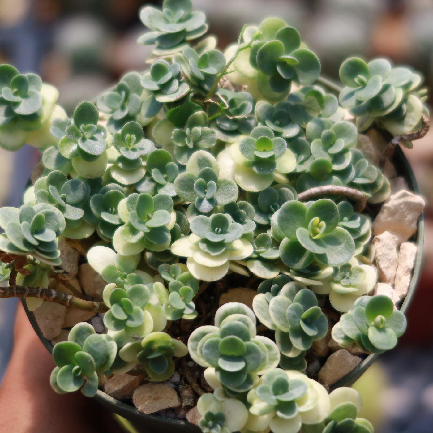 G6145 Sedum Sunsparkler Lime Twister - View 17 from www redcrocus com