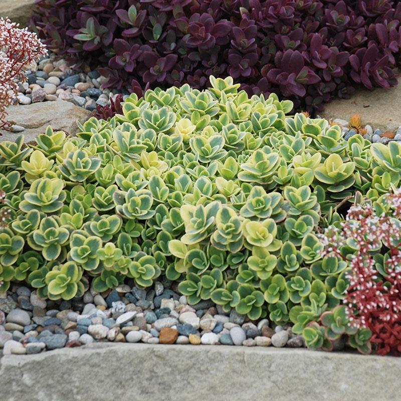 G6145 Sedum Sunsparkler Lime Twister - View 4 from www redcrocus com