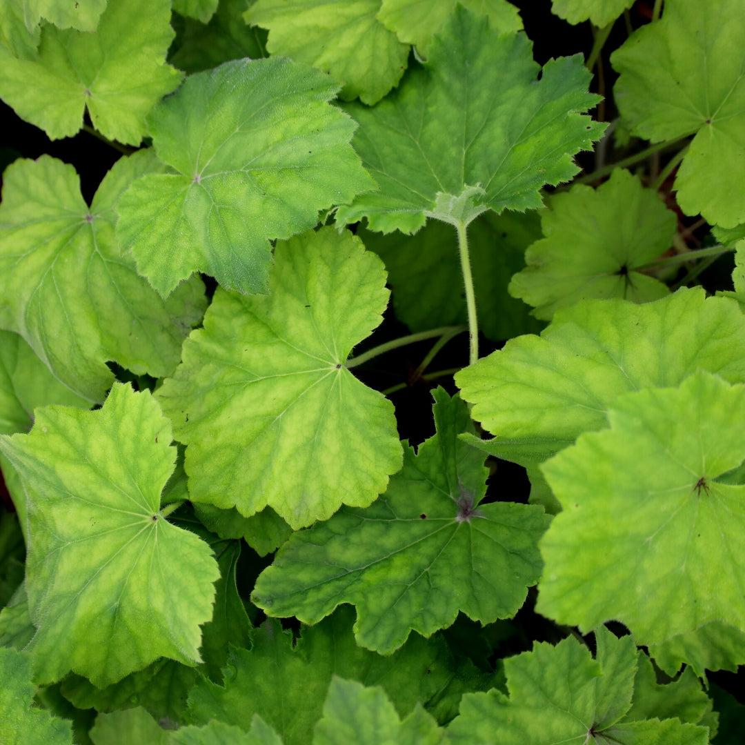 G6171 Heuchera X Autumn Bride - View 8 from www redcrocus com