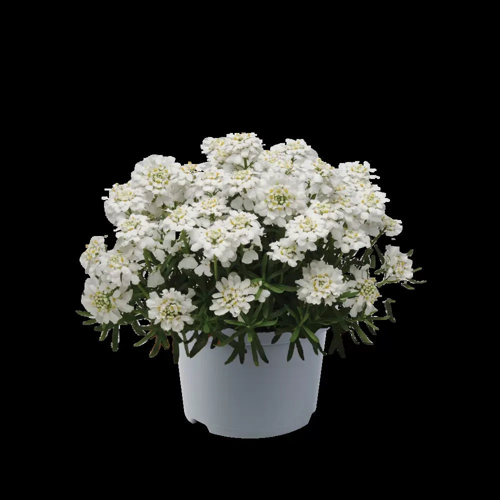 G6200 Iberis Sempervirens 27white Out 27 9 821c9ab4 Aa7c 4eb9 9f7f 8cacace3d28d from www redcrocus com