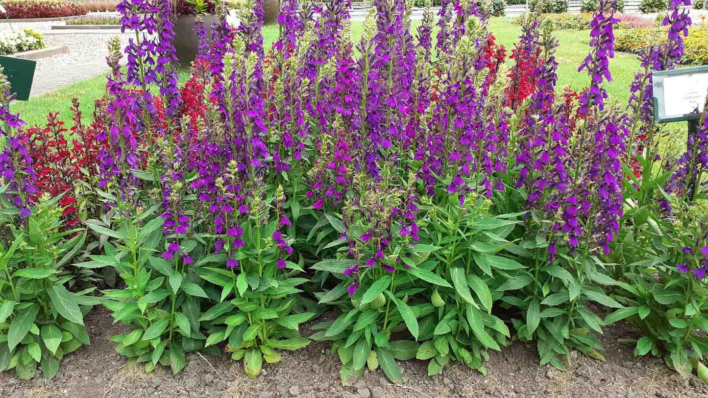 G6206 Lobelia Speciosa Starship Blue - View 11 from www redcrocus com