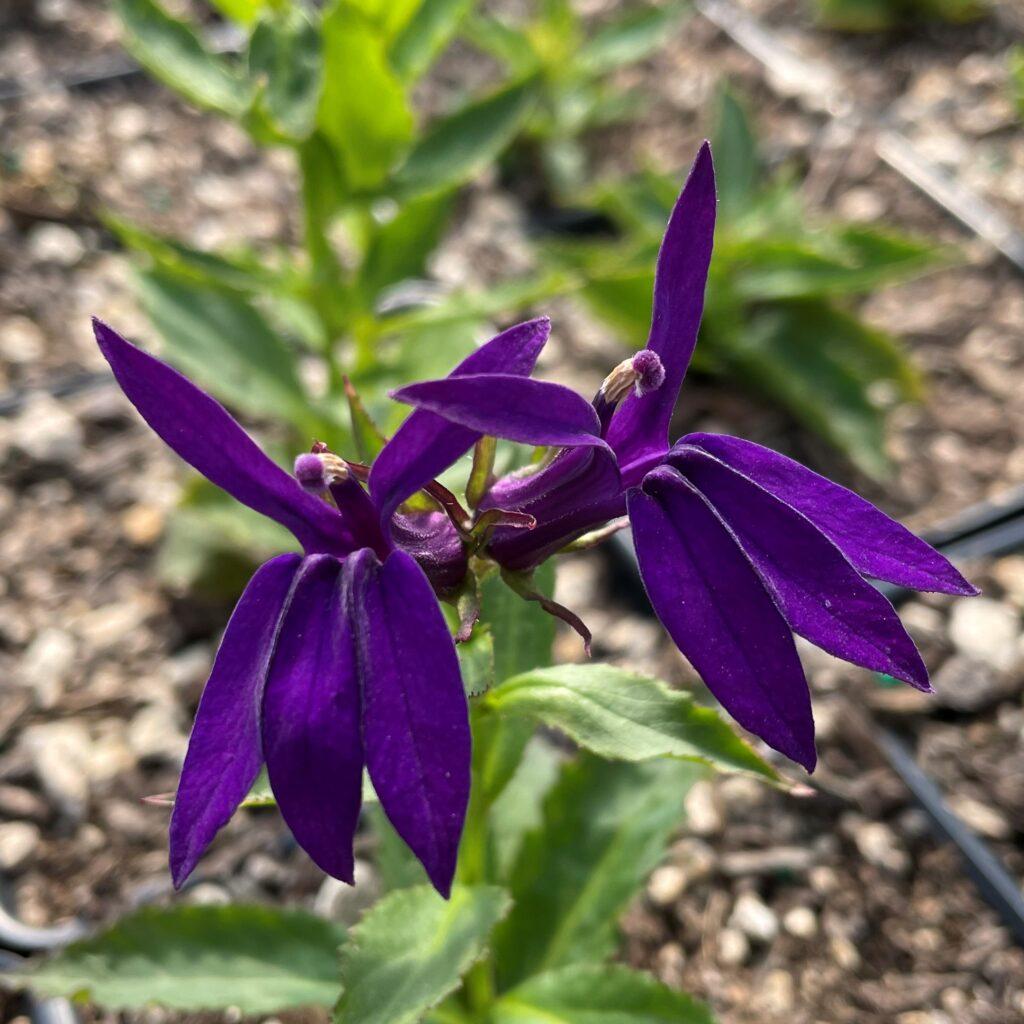 G6206 Lobelia Speciosa Starship Blue - View 13 from www redcrocus com