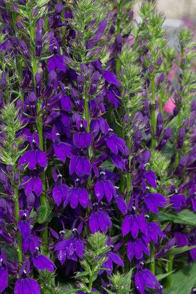 G6206 Lobelia Speciosa Starship Blue - View 14 from www redcrocus com