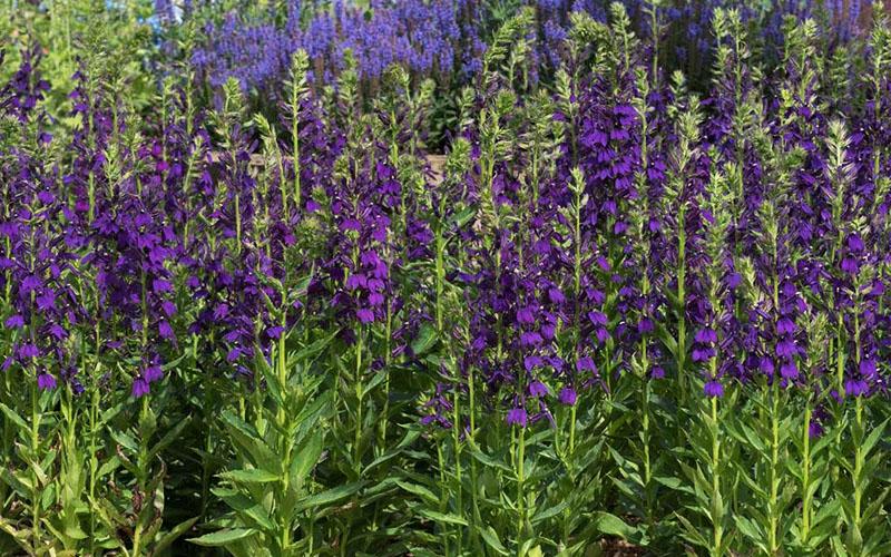 G6206 Lobelia Speciosa Starship Blue - View 15 from www redcrocus com