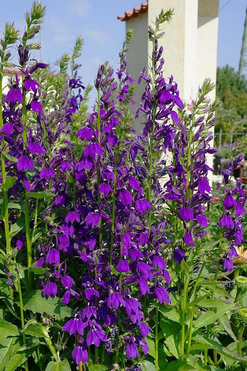 G6206 Lobelia Speciosa Starship Blue - View 16 from www redcrocus com