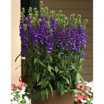 G6206 Lobelia Speciosa Starship Blue - View 17 from www redcrocus com