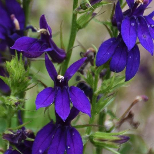 G6206 Lobelia Speciosa Starship Blue - View 18 from www redcrocus com
