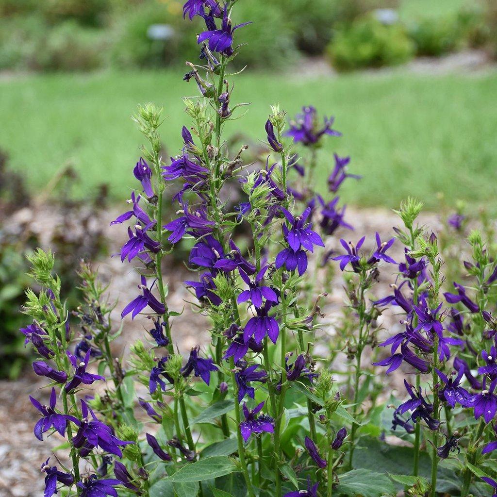 G6206 Lobelia Speciosa Starship Blue - View 3 from www redcrocus com