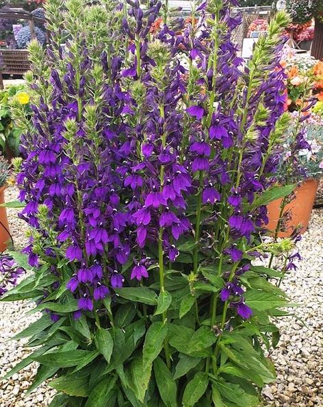 G6206 Lobelia Speciosa Starship Blue - View 4 from www redcrocus com