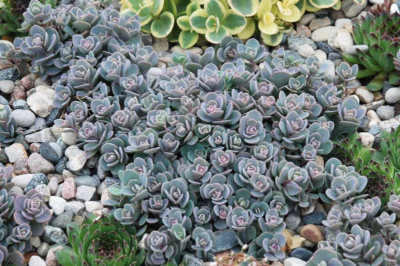 G6289 Sedum Sunsparkler Blue Elf - View 13 from www redcrocus com
