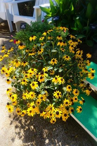 G6295 Rudbeckia Fulgida Goldblitz - View 10 from www redcrocus com