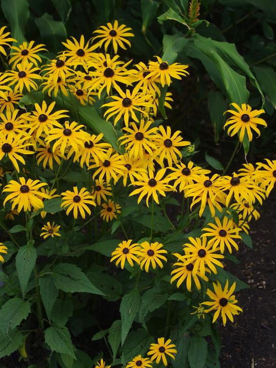 G6295 Rudbeckia Fulgida Goldblitz - View 11 from www redcrocus com