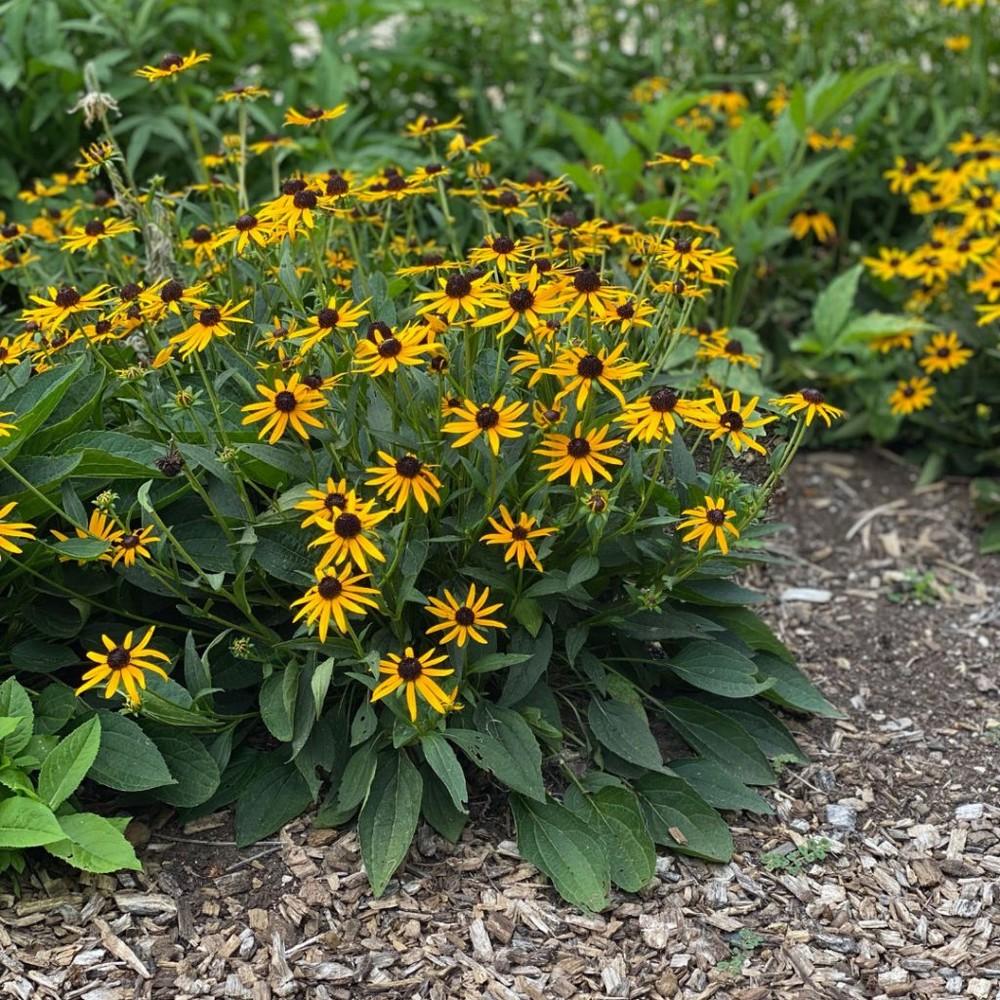 G6295 Rudbeckia Fulgida Goldblitz - View 12 from www redcrocus com
