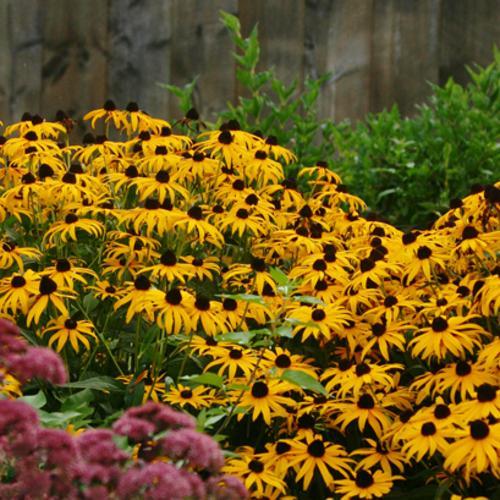 G6295 Rudbeckia Fulgida Goldblitz - View 13 from www redcrocus com