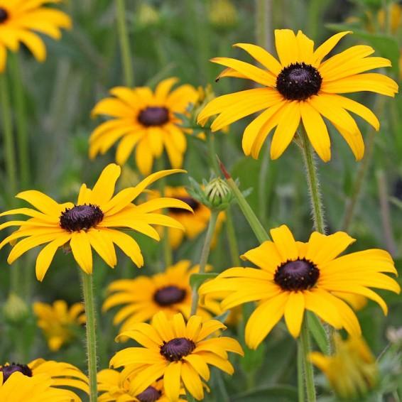 G6295 Rudbeckia Fulgida Goldblitz - View 14 from www redcrocus com