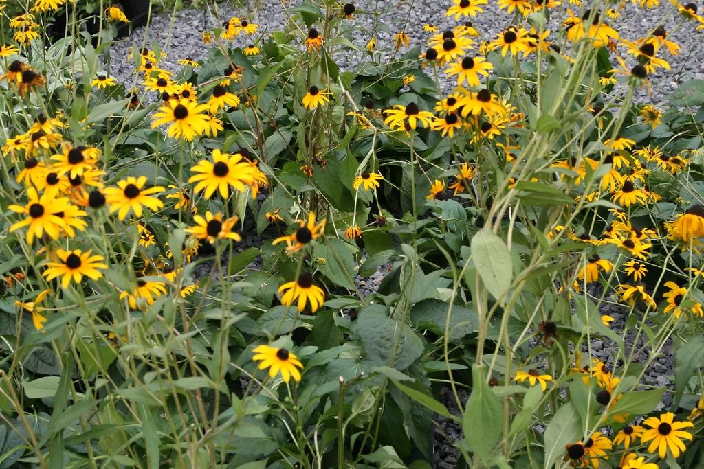 G6295 Rudbeckia Fulgida Goldblitz - View 15 from www redcrocus com
