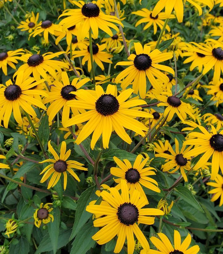 G6295 Rudbeckia Fulgida Goldblitz - View 2 from www redcrocus com