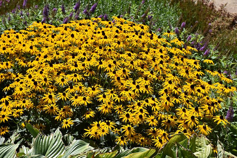 G6295 Rudbeckia Fulgida Goldblitz - View 4 from www redcrocus com