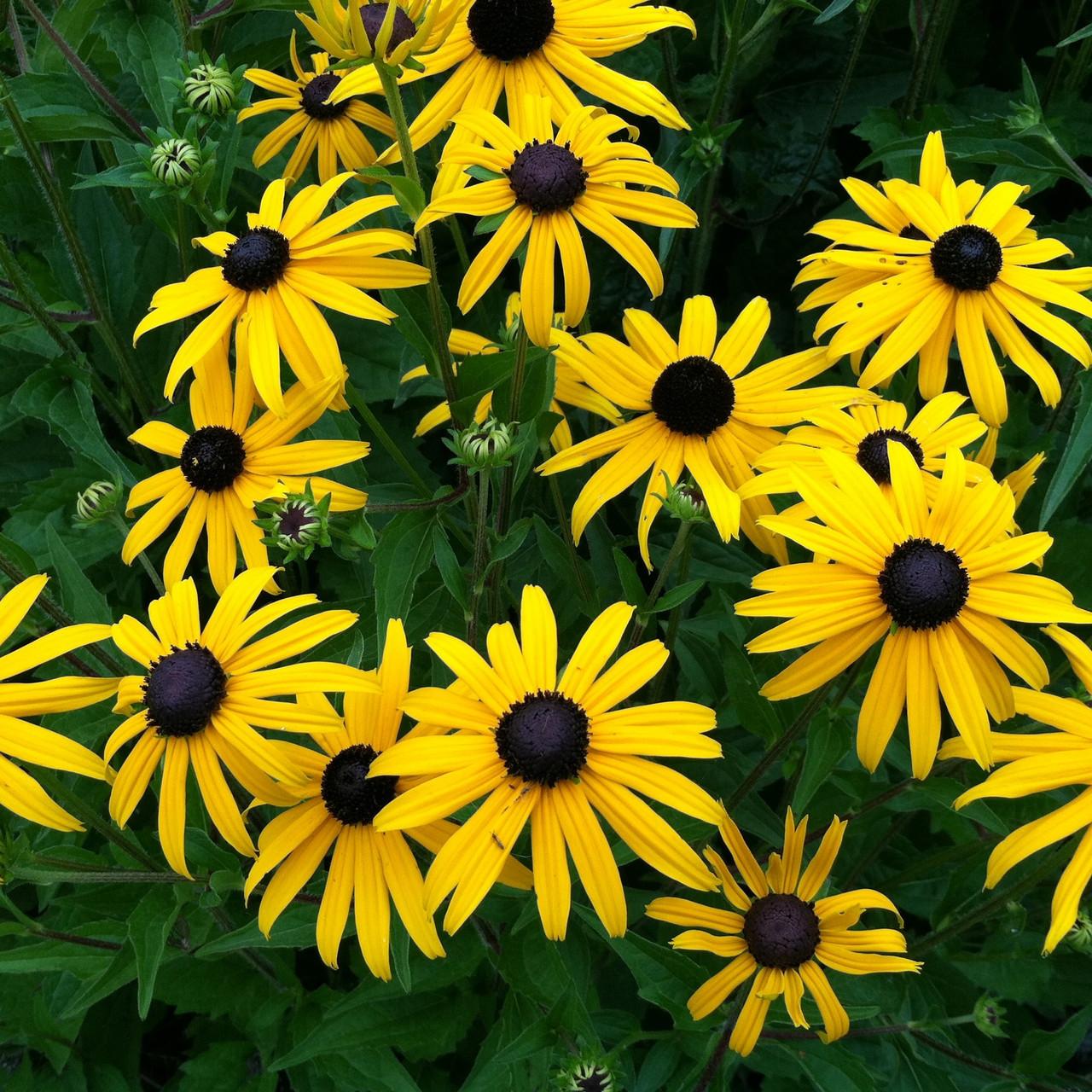 G6295 Rudbeckia Fulgida Goldblitz - View 5 from www redcrocus com