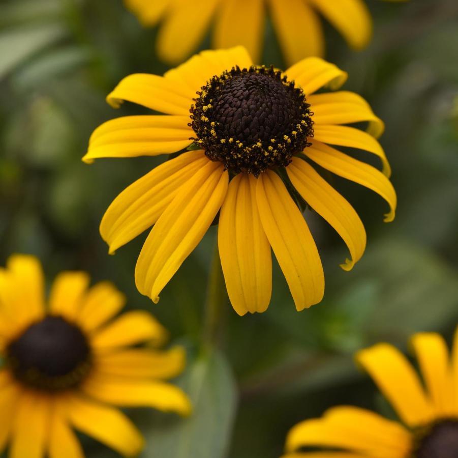 G6295 Rudbeckia Fulgida Goldblitz - View 6 from www redcrocus com