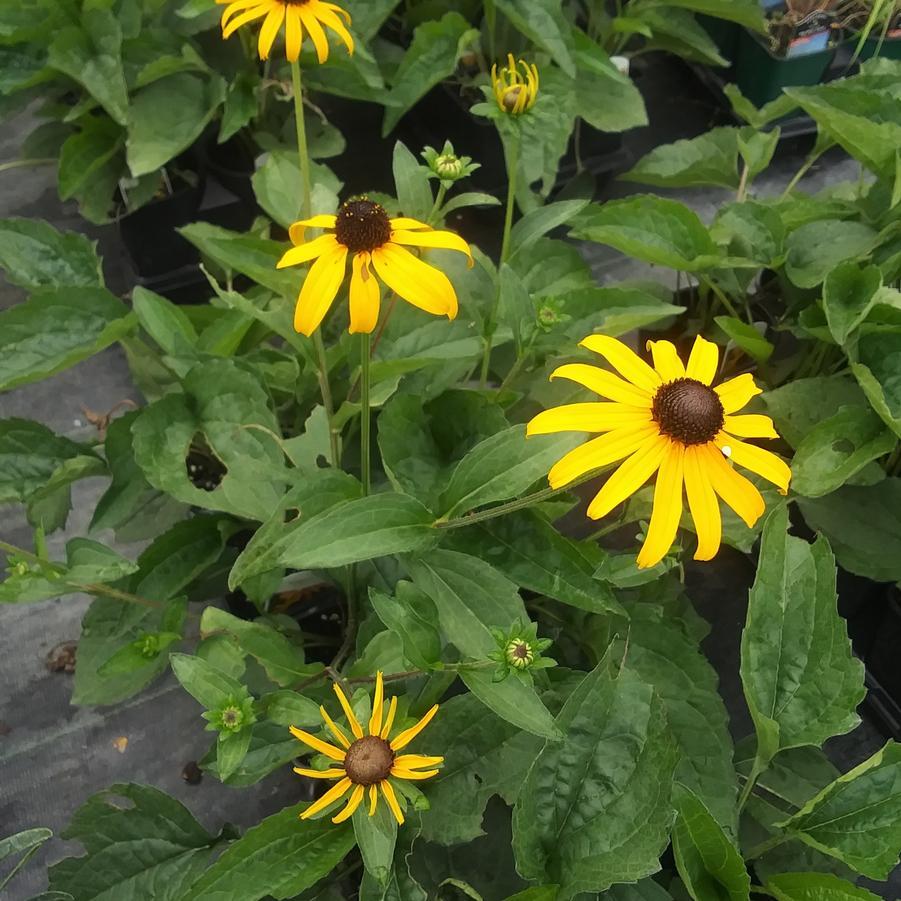 G6295 Rudbeckia Fulgida Goldblitz - View 7 from www redcrocus com