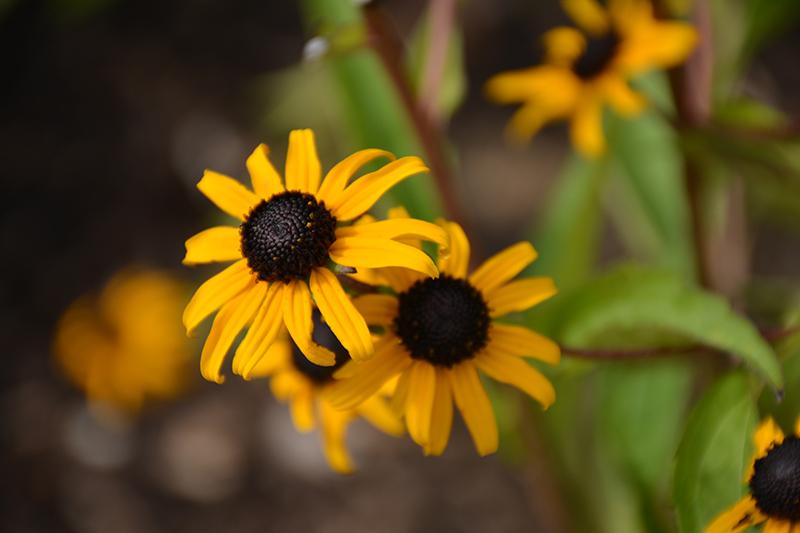 G6295 Rudbeckia Fulgida Goldblitz - View 8 from www redcrocus com