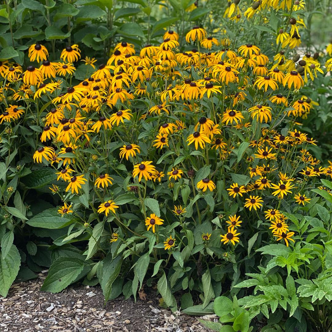 G6295 Rudbeckia Fulgida Goldblitz - View 9 from www redcrocus com